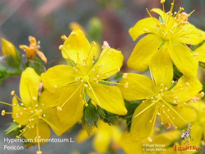 Hypericum Tomentosum l 