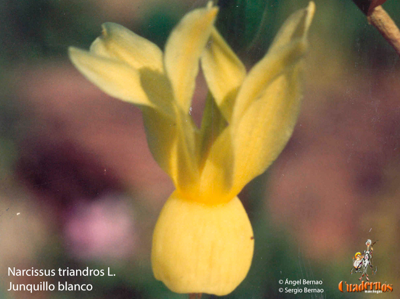 Narcissus triandros L.