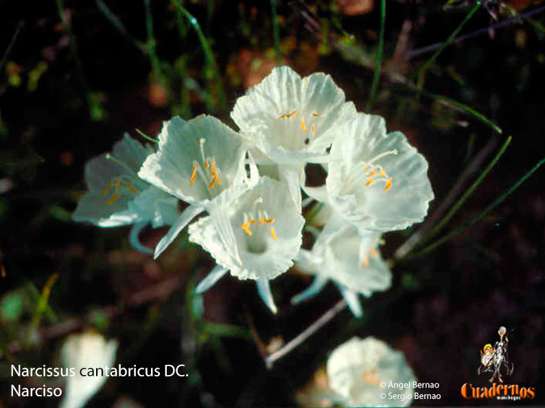 Narcissus cantabricus DC.