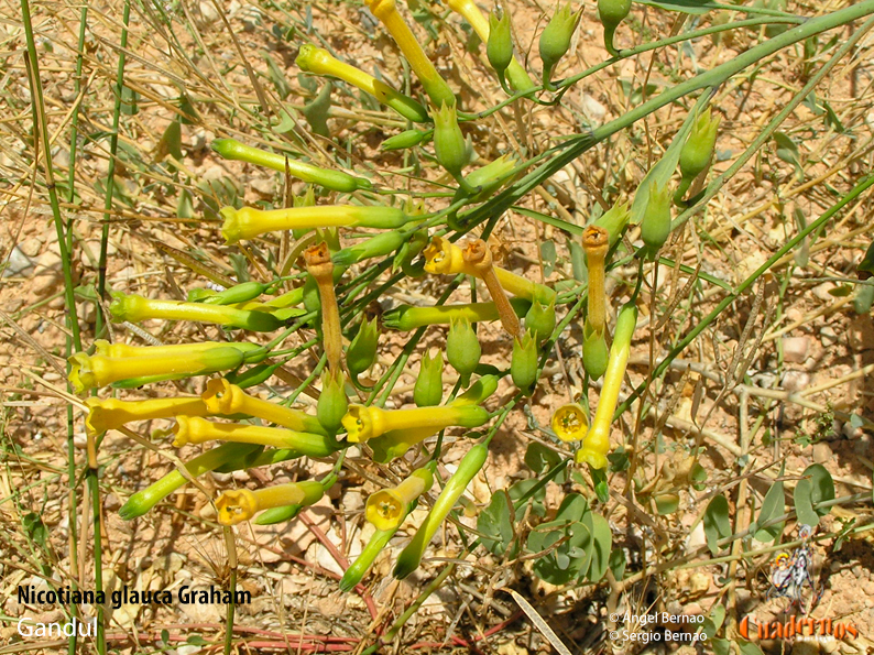 Nicotiana glauca Graham.