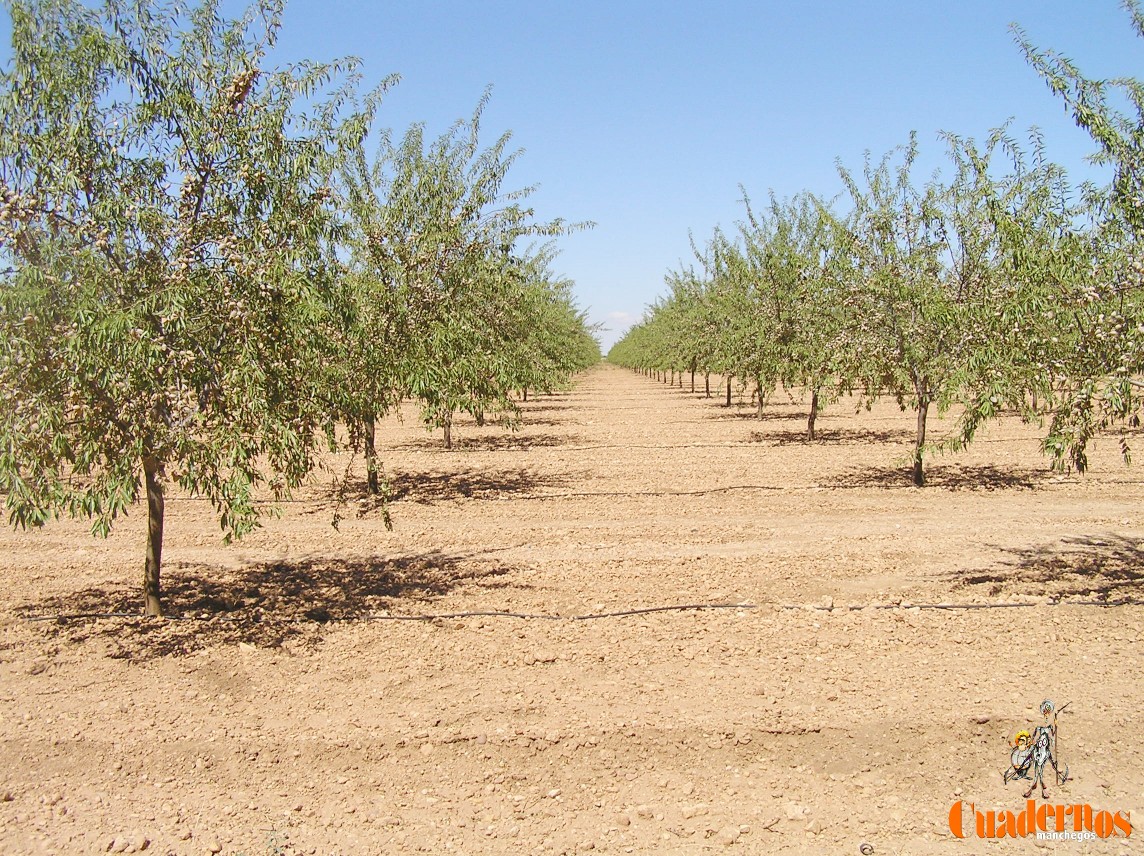 Almendro