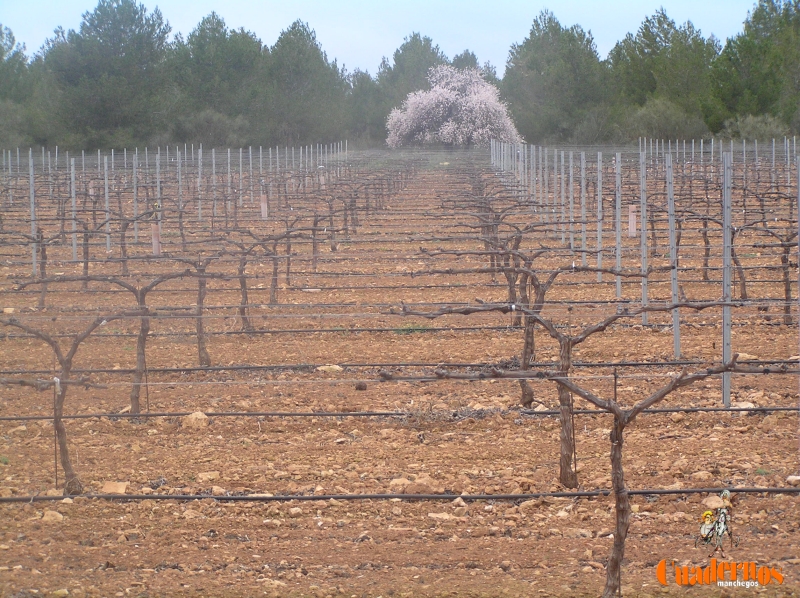 Paisajes de La Mancha