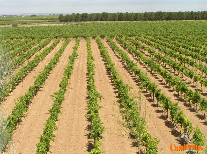 Paisajes de La Mancha