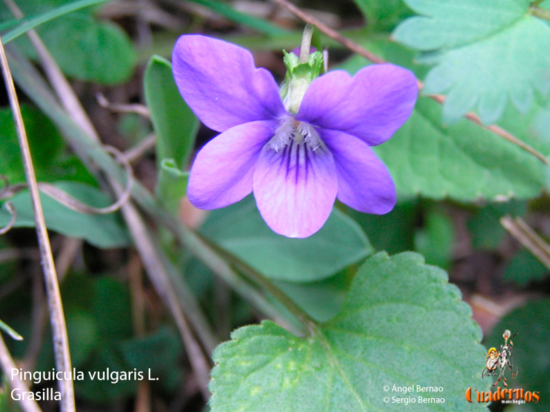 Pinguicula vulgaris L.