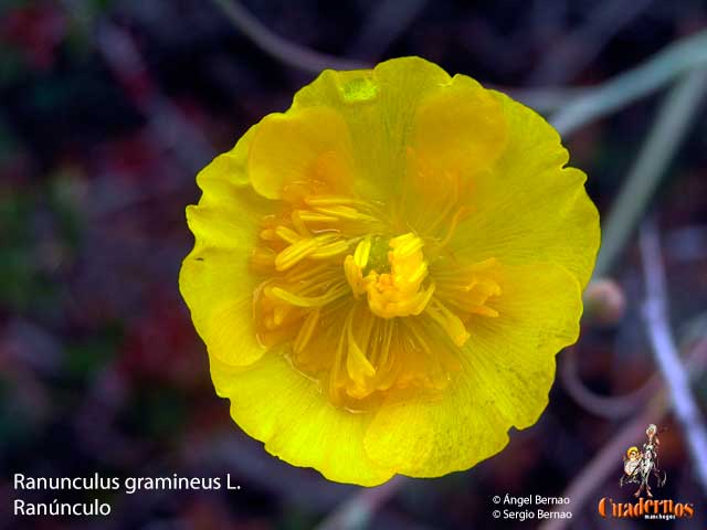 Ranunculus gramineus L