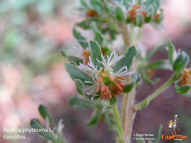 Reseda Phyteuma L.