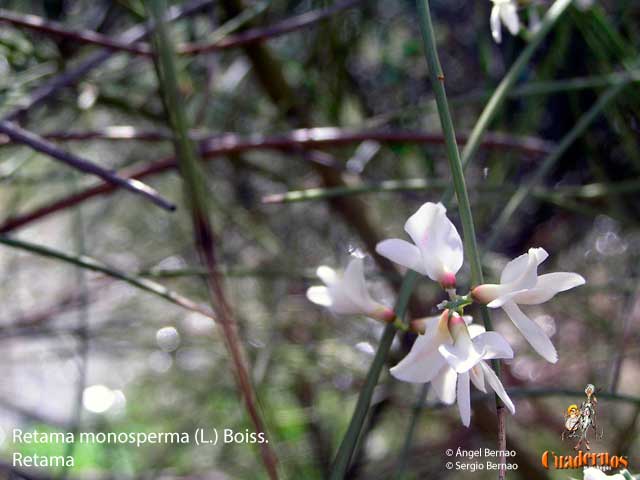 Retama monosperma l boiss