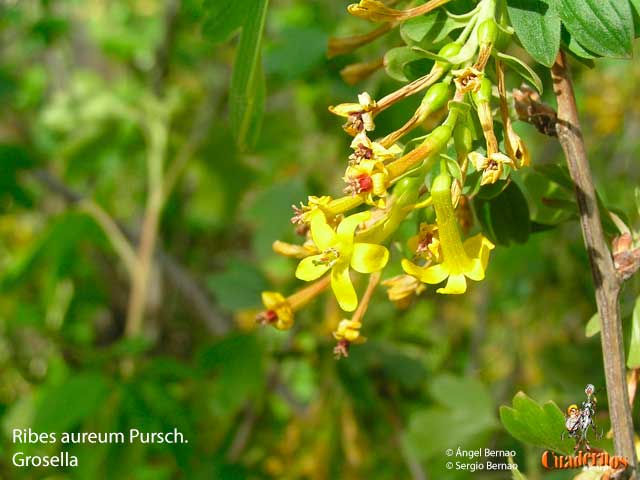 Ribes Aureum Pursch