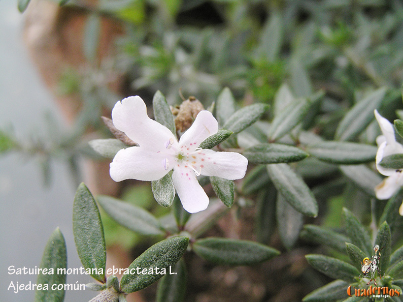 Satuirea Montana Ebracteata