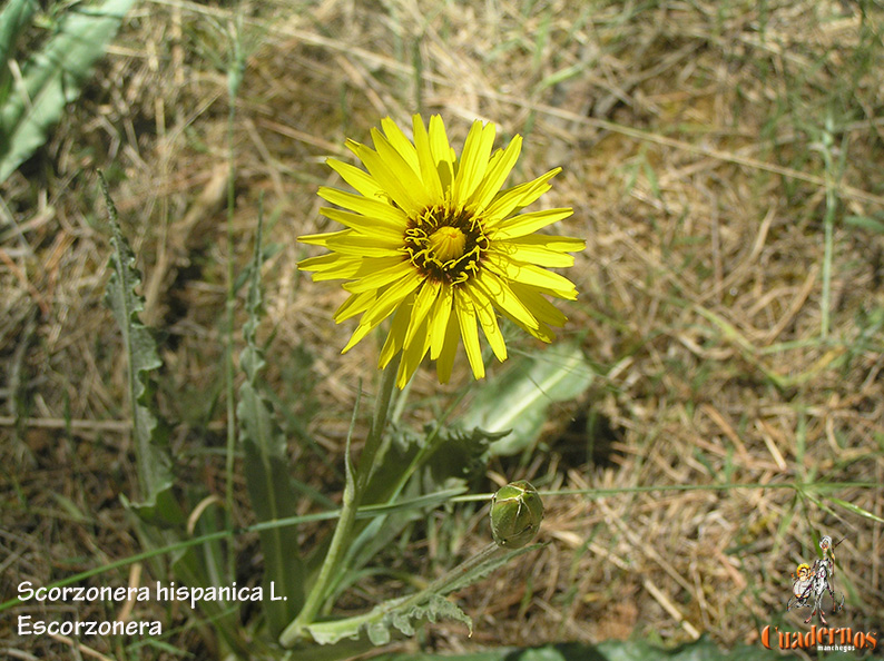 Scorzonera Hispanica