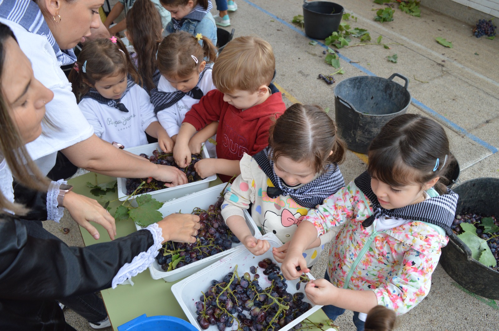 Vendimia en el CEIP Félix Grande