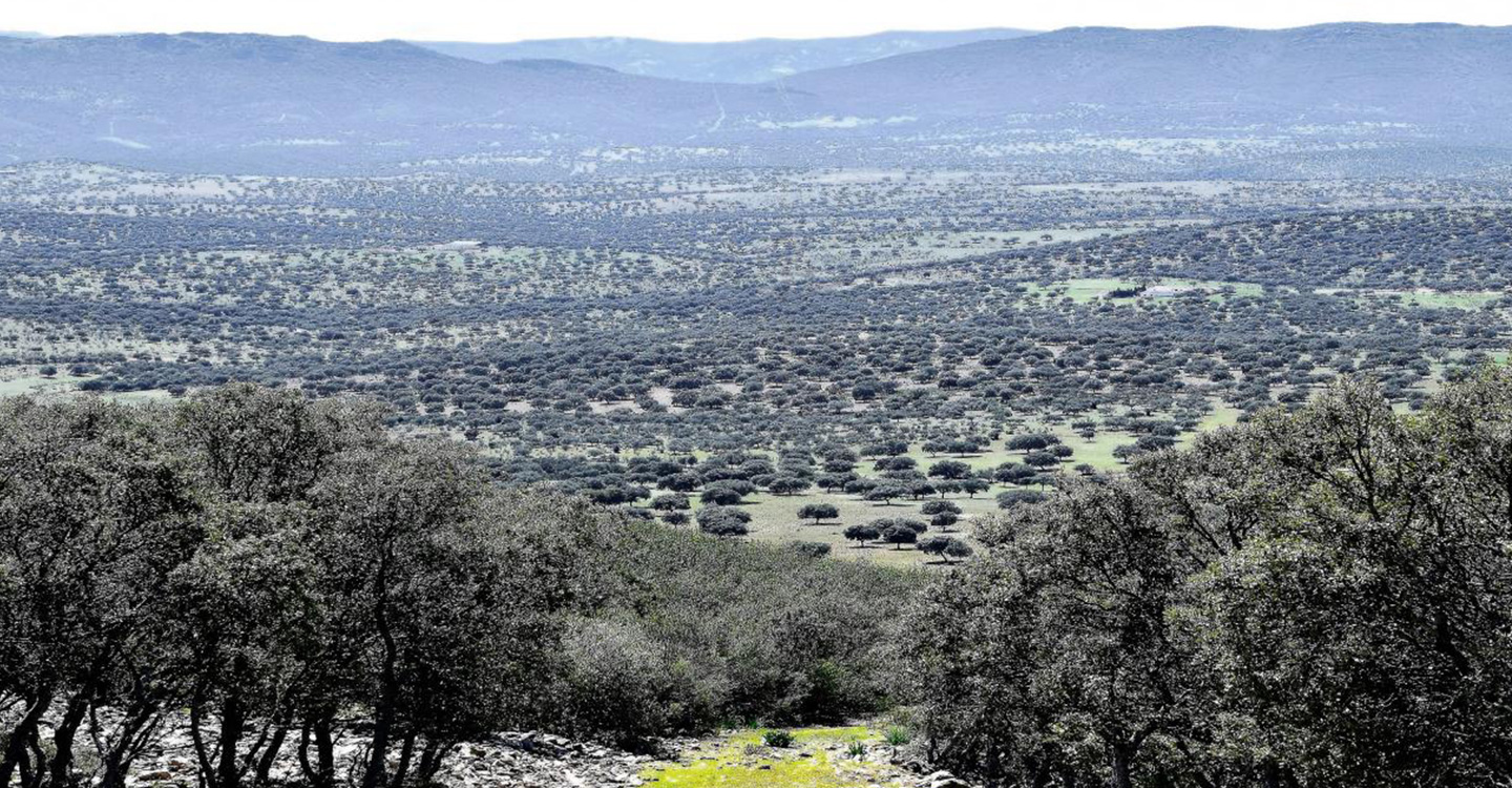 El Gobierno regional publica hoy la aprobación del PRUG del Parque Natural ‘Valle de Alcudia y Sierra Madrona’, tras un proceso de participación y consenso de todos los interlocutores