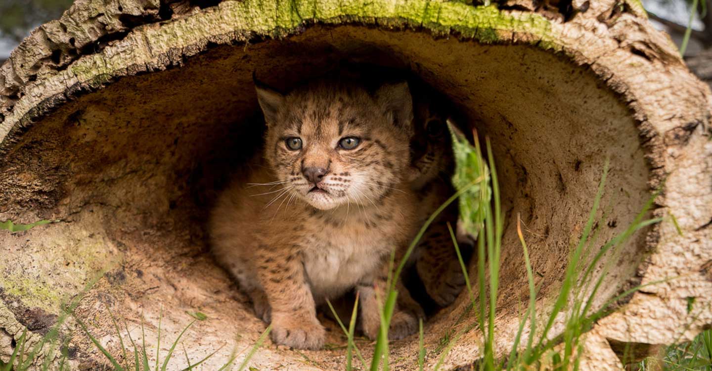 La población de linces ibéricos supera el millar de ejemplares en 2020