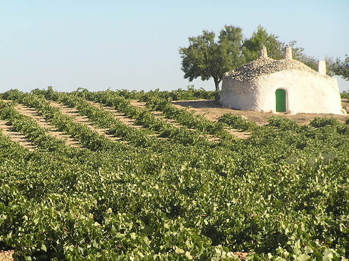 Asaja Ciudad Real