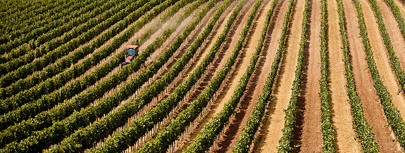 El Ministerio de Agricultura, Pesca y Alimentación asigna casi 9 millones de euros en nuevos derechos de la Reserva Nacional para 2.010 agricultores