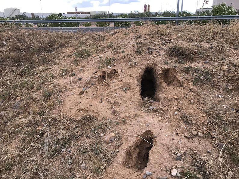 ASAJA CLM advierte que la acumulación de madrigueras y maleza amenazan la seguridad en cauces, carreteras y caminos