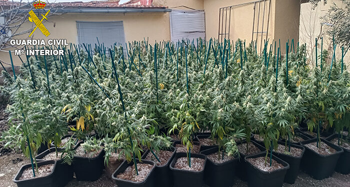 La Guardia Civil desarticula un grupo criminal dedicado al cultivo de marihuana in-door en Madrid, Segovia y El Casar