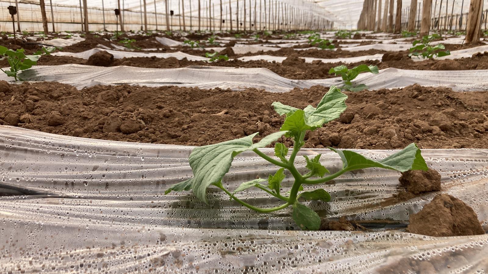 El Secreto de Mi Tierra inicia la plantación de más de 100 hectáreas de melones piel de sapo