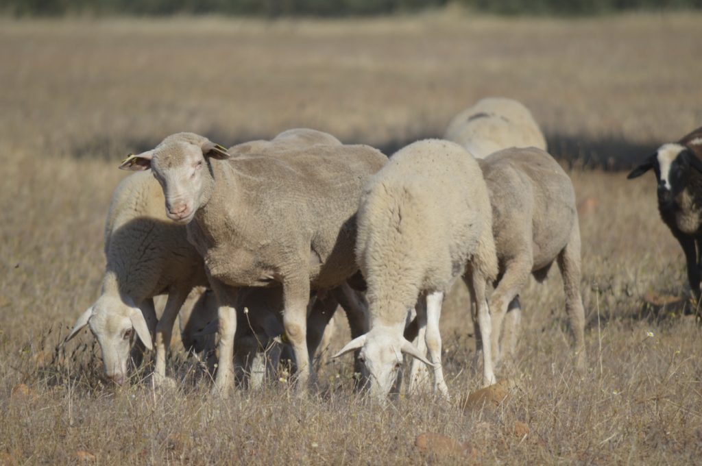 ASAJA CLM exige soluciones ante el problema de la leche de ovino y caprino