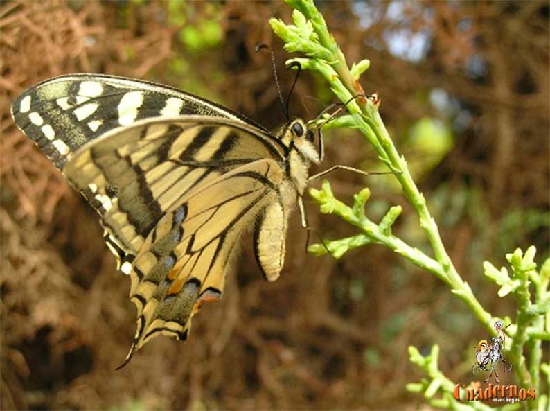 Soy una mariposa