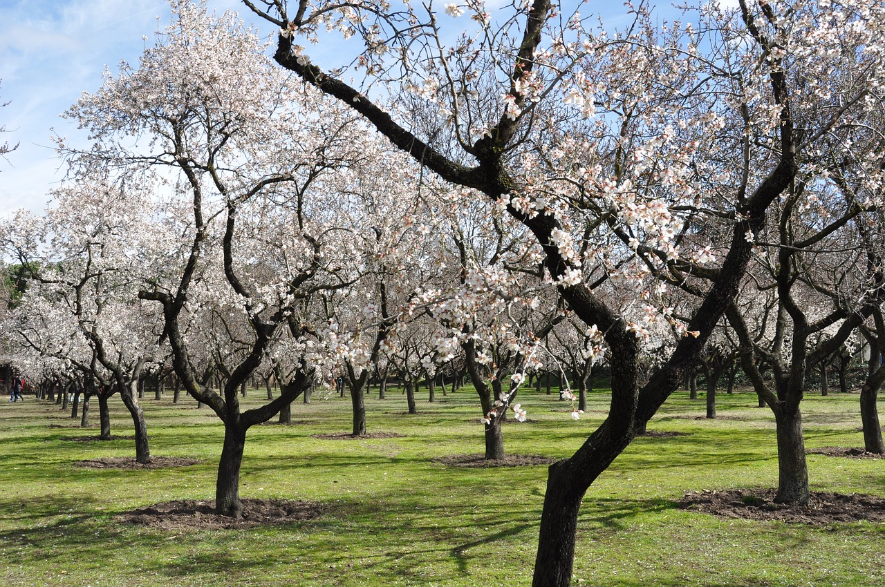 Ya llega la Primavera